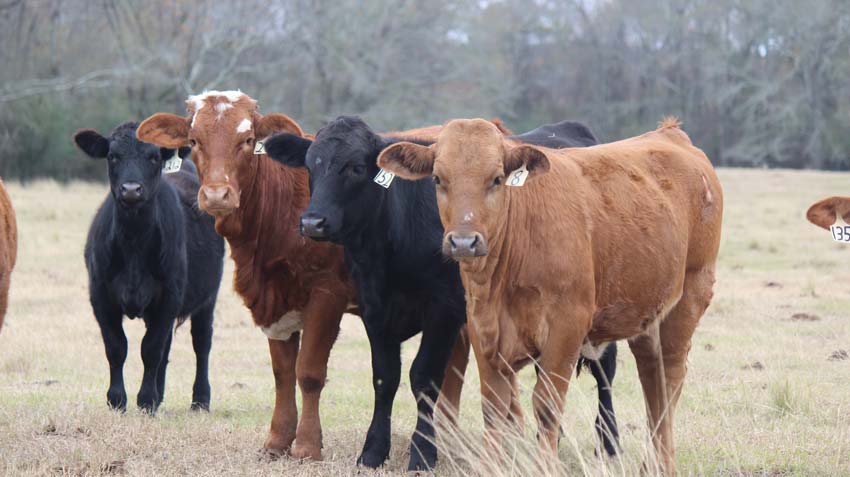 Ford Farms Cow