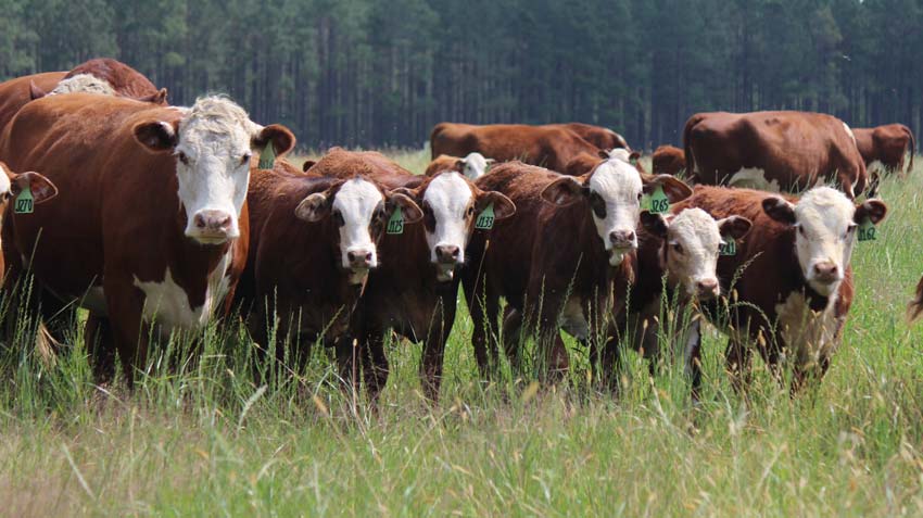 Harris Cows 1